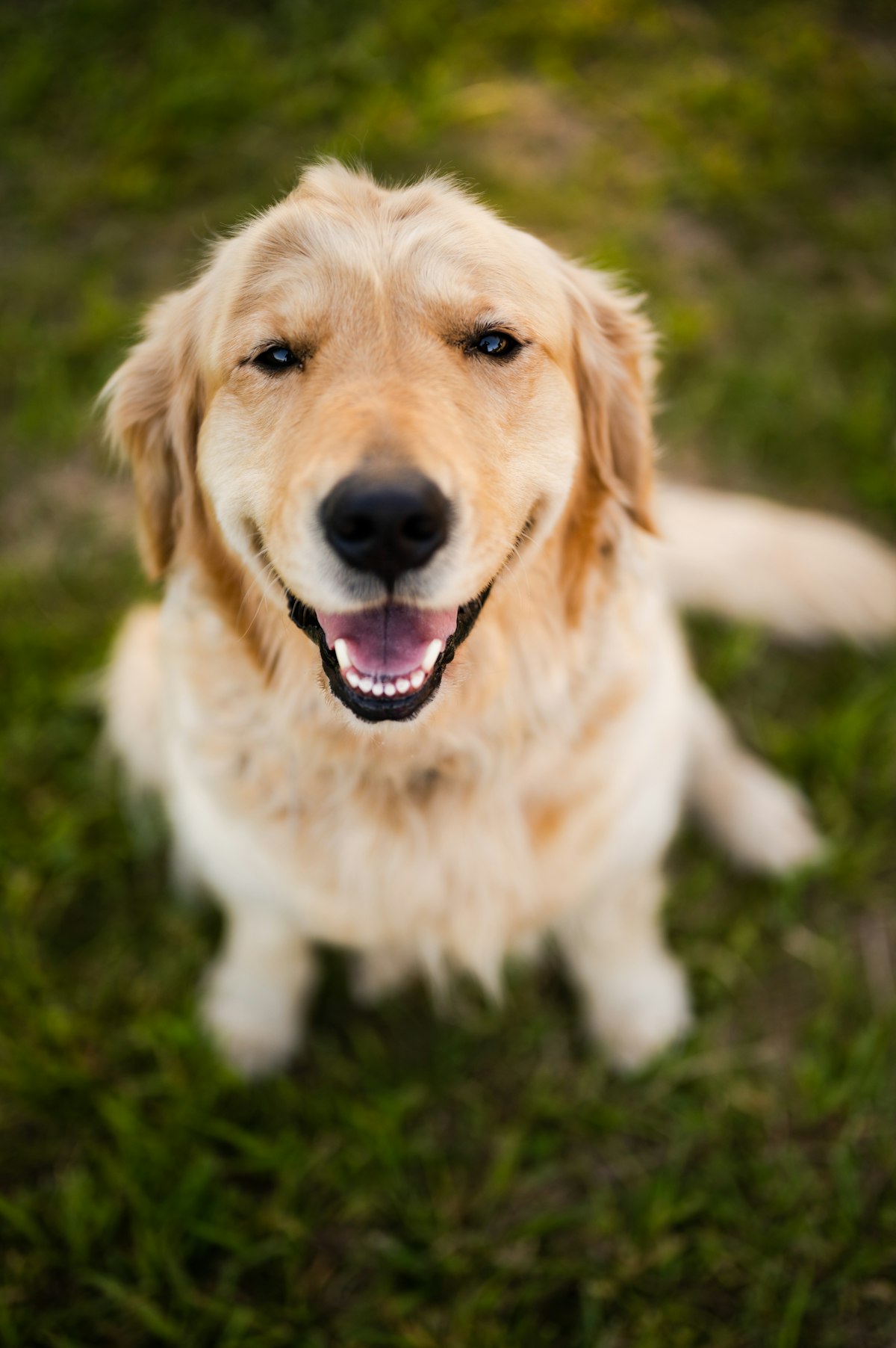 Happy Golden Retriever \u2014 the kind of dog Treat Biosciences is designed to help